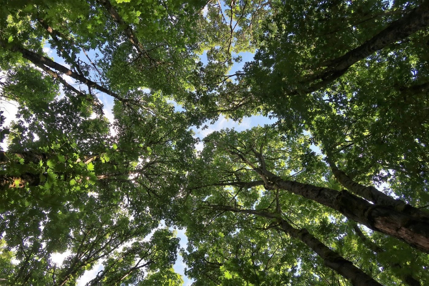 Mature tree canopy, from Sim Lian's Amberwood brand brief