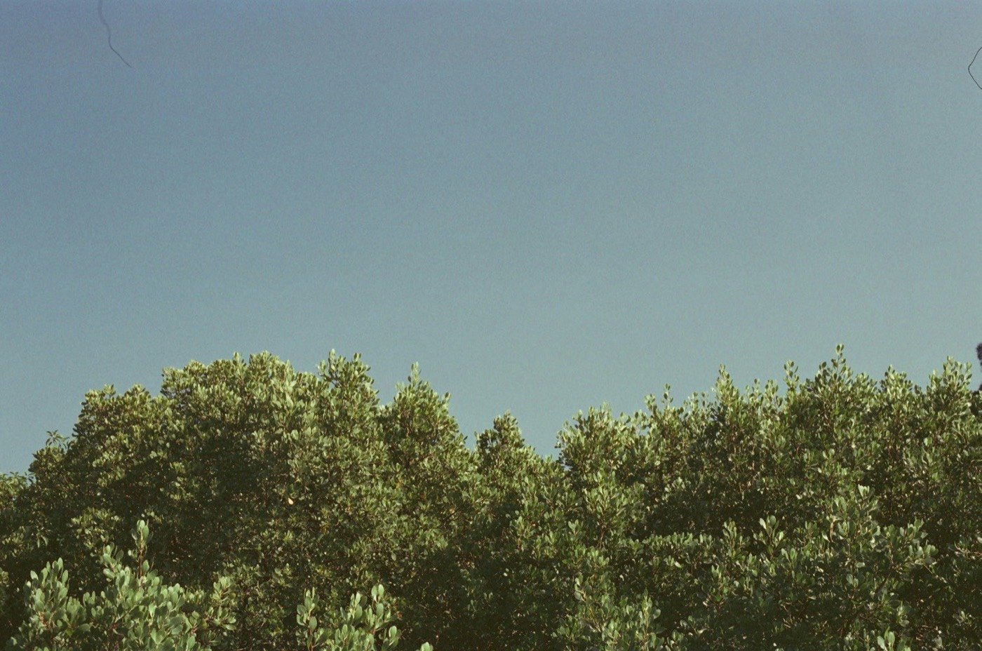 Tree line at Holland, from Sim Lian's Amberwood brand brief